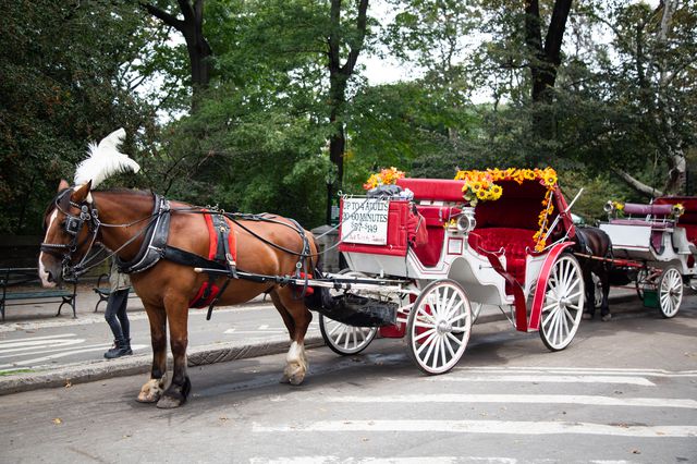 A horse-drawn carriage waits for passengers in Central Park.